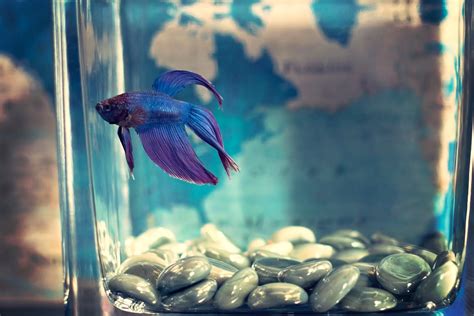 Purple Betta Fish Care Guide And Why Theyre So Rare