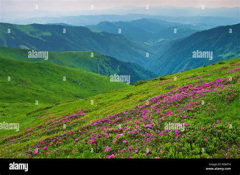 Lush Pink Rhododendron Hi Res Stock Photography And Images Alamy