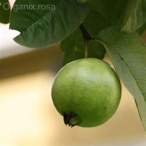 Full Sun Exposure Green Guava Lucknow 49 Airlayered Fruit Live Plant