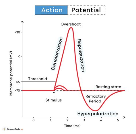 Neural Action Potential Action Potentials Are Electrical By