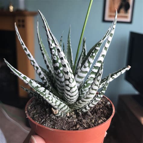 Haworthia Fasciata Alba Haworthia Fasciata Alba In Gardentags Plant