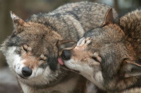 The Pictures Of Wolves In Love Will Melt Your Heart