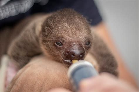 Do Sloths Make Good Pets Brevard Zoo Blog