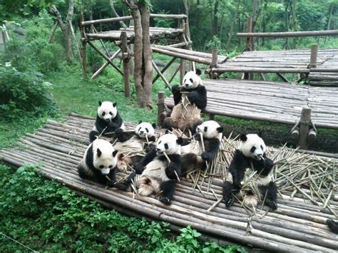 熊猫繁育研究基地 Chengdu Giant Panda Breeding Research Base Giant Panda