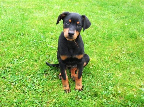 Doberman Puppies For Sale Pet Adoption And Sales