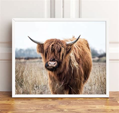 Highland Cow Print Highland Cow Photography Bull Wall Art Etsy Australia