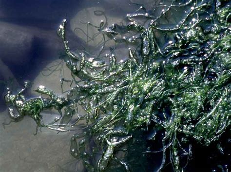 Gut Weed Ulva Intestinalis Marlin The Marine Life Information Network