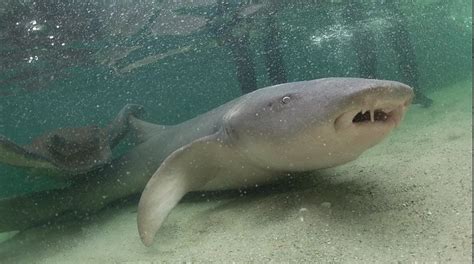 Tawny Nurse Shark Feeding In Port Stephens Shark Encounters