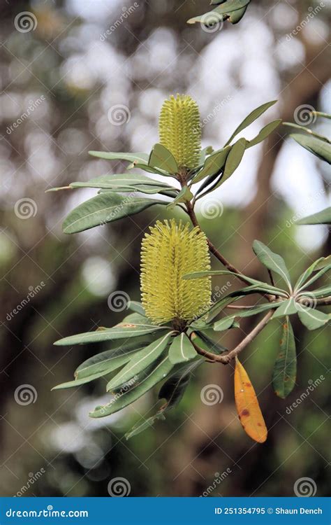 Yellow Coastal Banksia Flowers In Bloom Stock Image Image Of Flower