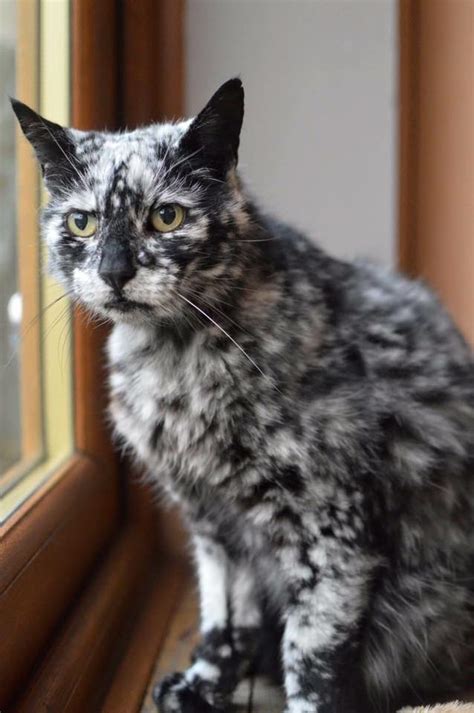 19 Year Old Cat Born Pure Black Develops Brilliant Spotted Coat Due To