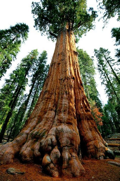Largest Tree In The World General Sherman Sequoia National Park