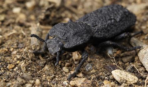 Scientists Discover The Secret Of This Beetles Super Armor Inside