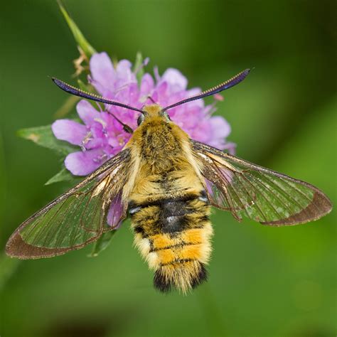 Narrow Bordered Bee Hawk Moth Suffolk Biodiversity Information Service