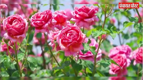 गुलाब की खेती से ऐसे कमाएं मुानफा Gulab Ki Kheti Organic Rose