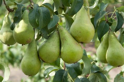 Pyrus Communis Andconcordeand D Pear Andconcordeand Fruit Ediblerhs Gardening