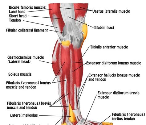 The posterior compartment of thigh is the gluteal fold above to the rear of the knee below. Origins Of Thigh Tendons / A New Muscle! Your Tensor of ...