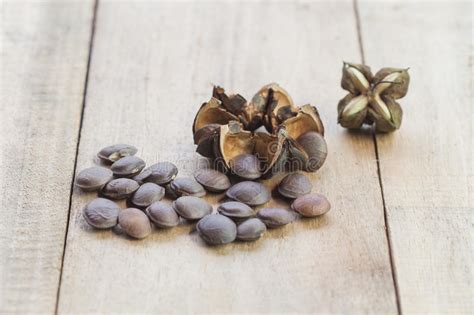 Dried Capsule Seeds Fruit Of Sacha Inchi Peanut Stock Photo Image Of