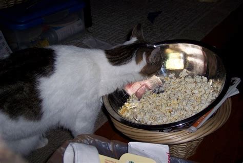 As mentioned above, popcorn can be bad for your lab. Can Cats Eat Popcorn? | Pet Comments