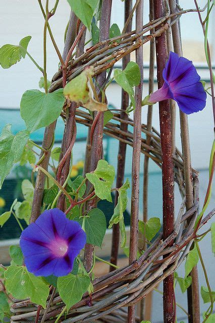 We did not find results for: Morning Glory Trellis | Garden vines, Plants, House plants
