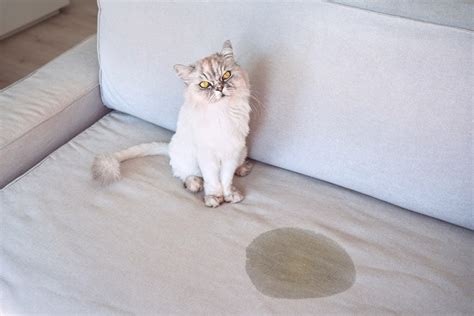 Why Is My Cat Peeing On My Couch 8 Potential Causes And How To Stop It