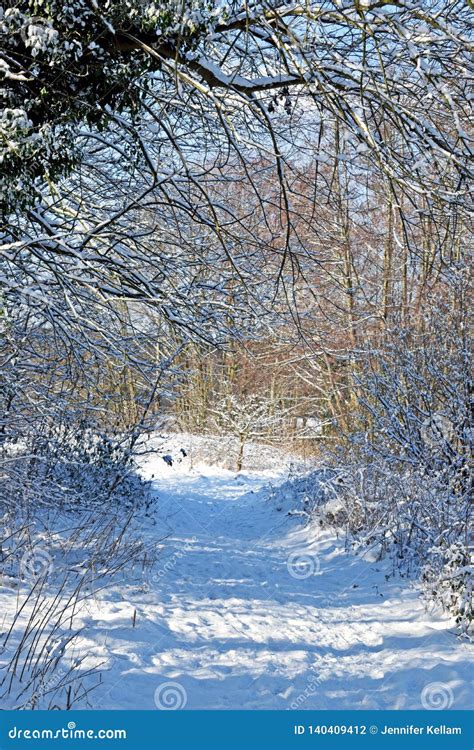 Winter Woodland Scene Stock Photo Image Of Blue Woodland 140409412