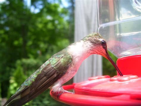 Free Photo Bird Drinking Water Animal Bird Drink Free Download