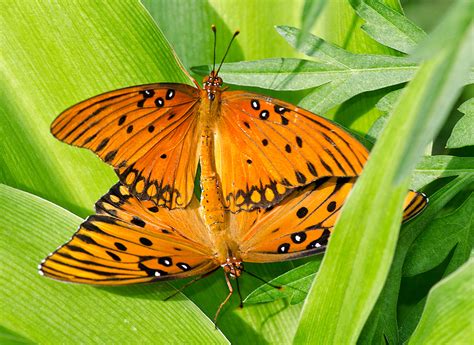 Gulf Fritillary Alabama Butterfly Atlas