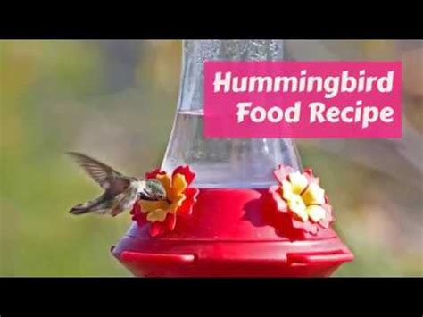 Cool to room temperature and use immediately or store in the refrigerator for future use. Perfect Hummingbird Food Recipe Sugar Water Ratio - YouTube