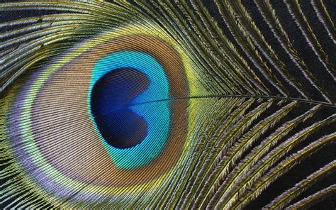 Peacock Feather Wallpapers - Wallpaper Cave