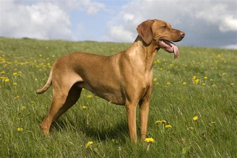 Vizslas Facts To Know Before Adoption
