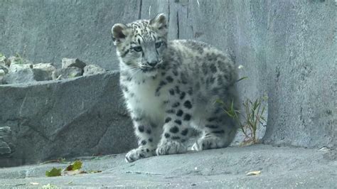 Rare Baby Snow Leopard Makes Debut At Brookfield Zoo Illinois Us