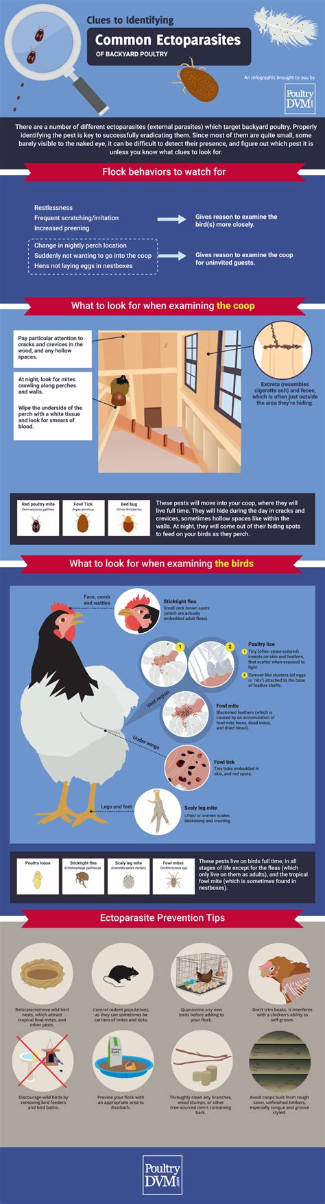 poultrydvm clues to identifying common ectoparasites in backyard poultry backyard poultry