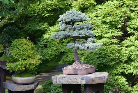 16 Popular Types Of Bonsai Trees Trendradars