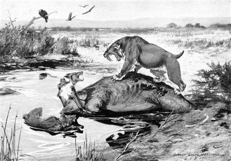 Extinction Of Large Mammal Species Likely Drove Survivors Apart