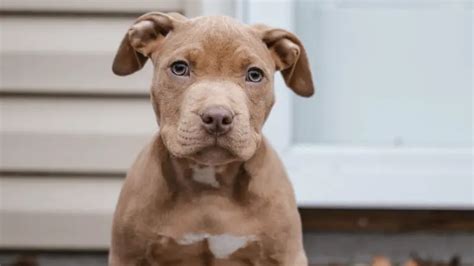 How To Train A Pitbull 5 Effective Ways To Train An Aggressive Pit Bull