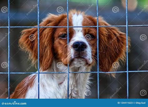 Little Sad Dog Behind A Metal Fence Stock Image Image Of Head