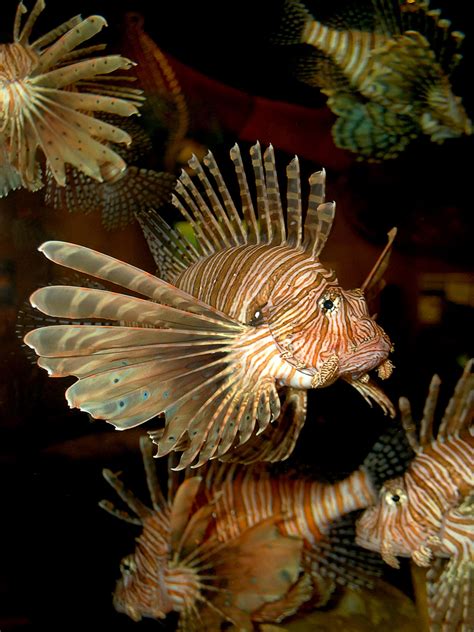Lionfish An Invasive Delicacy South Carolina Aquarium