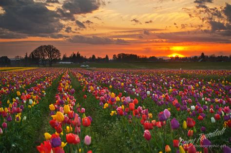 Tulip Field Sunset Flickr Photo Sharing