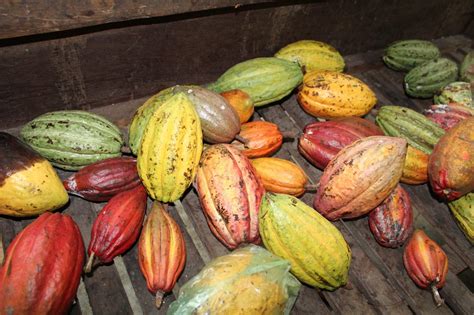 We will see cocoa trees ready to be. How to Tour a Cocoa Plantation in Vietnam | Dame Cacao