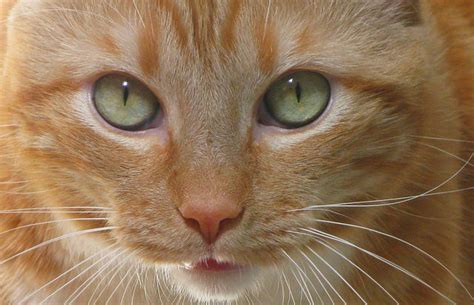 Can human beings or dogs catch herpes from cats? 6 Facts About Feline Herpes - iHeartCats.com