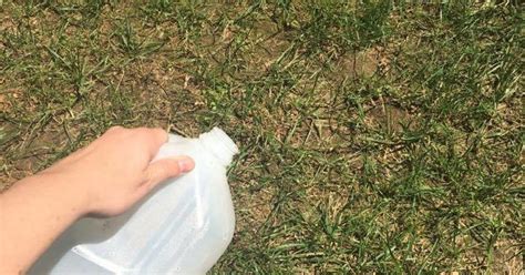 Fix Burnt Grass And Dog Urine Spots With This Easy Solution Hometalk