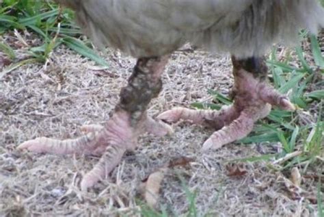 Chicken Scaly Leg Mite Easy Treatment At Home Hubpages