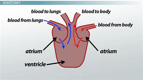 Three Chambered Heart Definition And Anatomy Video And Lesson Transcript