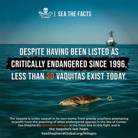 Sea Shepherd The Vaquita Has Been Listed As Critically