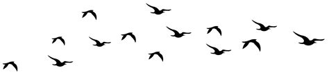 Flying Bird Silhouette Silhouette Free Bird Outline Photo