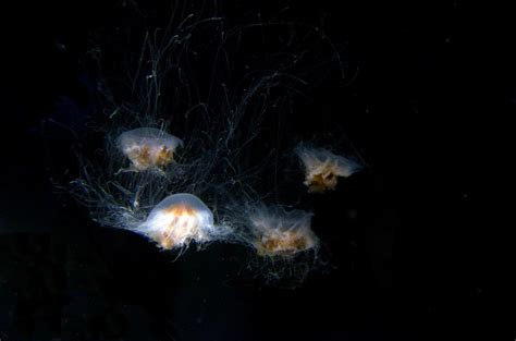 Free Images Atmosphere Jellyfish Invertebrate Outer Space Marine