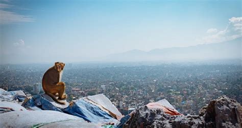 1 Day Kathmandu Tour By Regulus Treks And Expedition Pvtltd With 1 Tour
