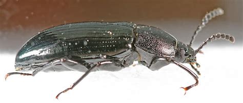 Darkling Beetle Centronopus Calcaratus Bugguidenet