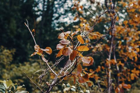 Check spelling or type a new query. Gambar : pohon, daun, menanam, cabang, musim gugur ...