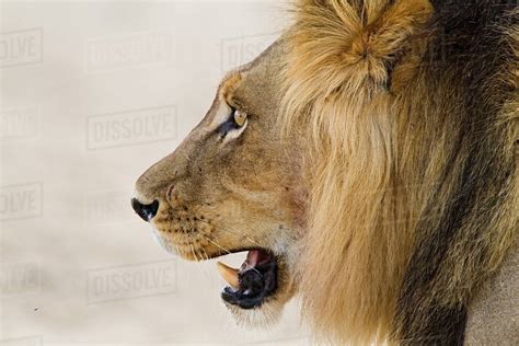Male Lion Head Shot Stock Photo Dissolve